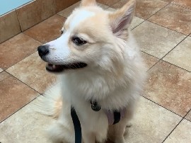 Image of American Eskimo Dog