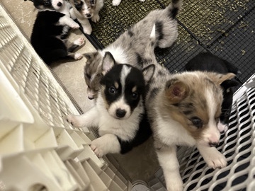 Australian Shepard/Corgi Mix