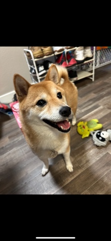 Shiba Inu – Shiba Inu