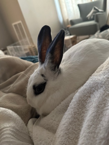 English Spot – Bunny looking for a loving home