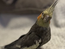 Cockatiel – cockertial – Southport