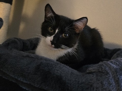 rehoming kittens – Riverlea