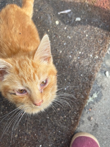 Russian White, Black and Tabby – Kitten needs a new Home