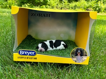 AKC English Springer Spaniels