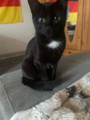 Katze
