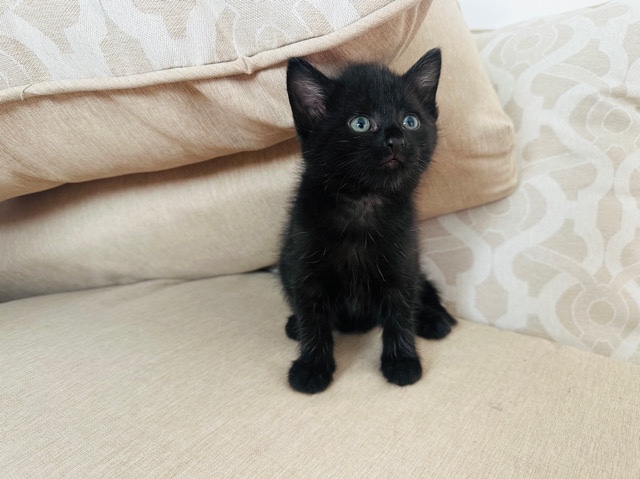 Bombay – Kittens