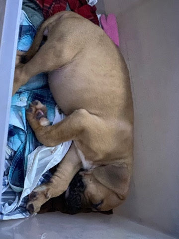 American Pit Bull Terrier – Puppies for sell.