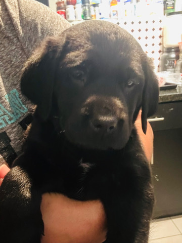 Labrador Retriever – labrador puppy