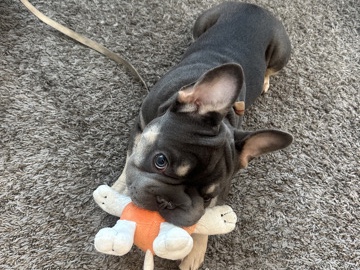 French Bulldog – French BullDog – Towson