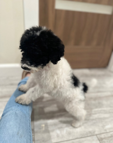Poodle – Standard Poodle
