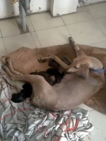 Kanni – kanni dog