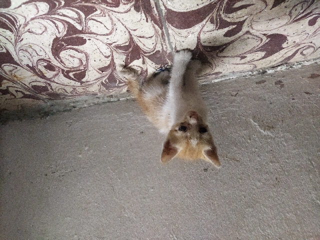 Domestic Kittens