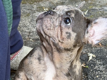 French Bulldog – puppies that need loving homes – Youngstown