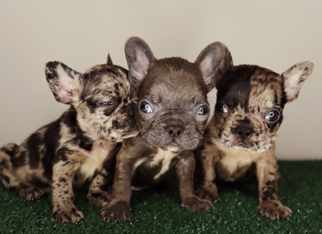French Bulldog – French bulldogs looking for forever home