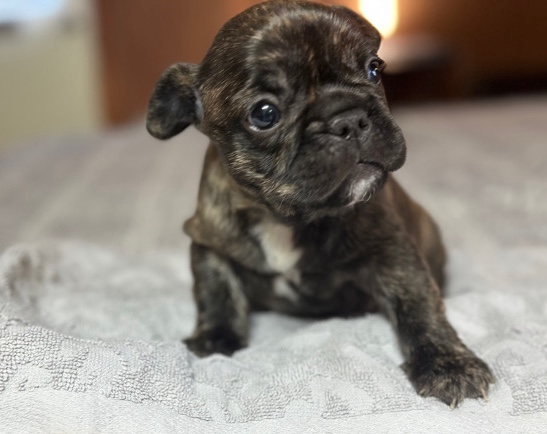 French Bulldog – Hersey