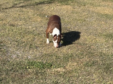 American Pit Bull Terrier – dog rehome – Sanford