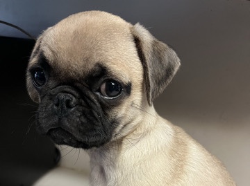 Pug – pug puppy – Arlington