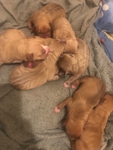 American Bulldog – beautiful American XL bully puppies