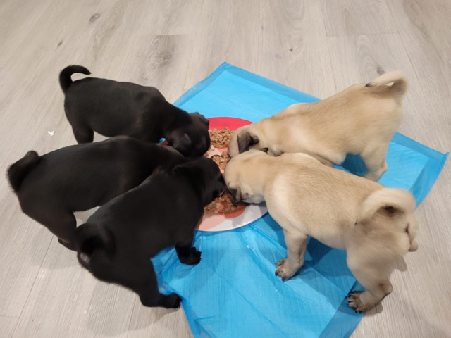 Pug – pugs for sale