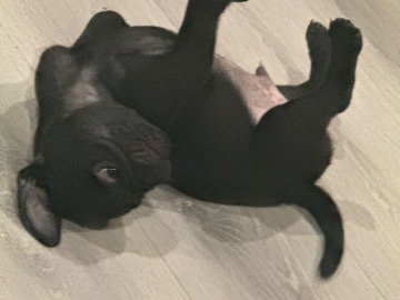 Pug – pugs – Long Beach