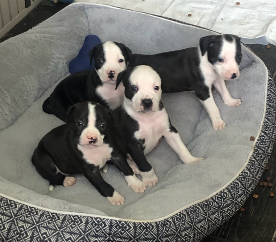 American Bulldog – American Bully/American Bulldog