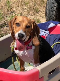 1 Year Old Beagle Puppy
