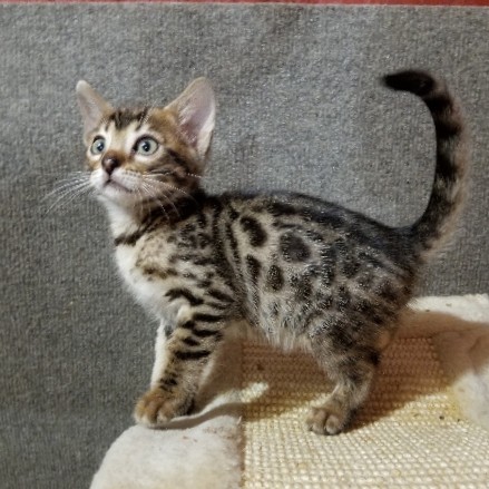Bengal – tica Bengals