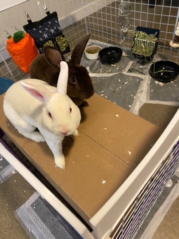 Florida White – White & Brown Adorable Bunny’s 🥰