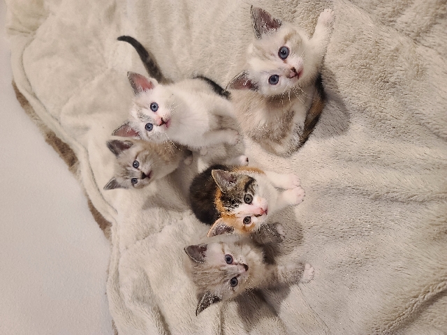 Kittens