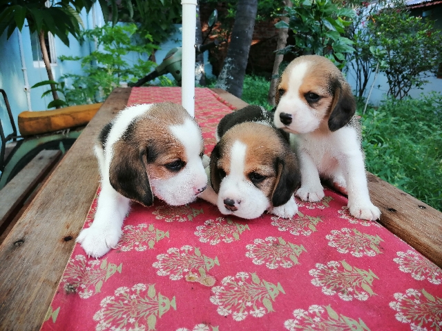 Beagle – Beagle male puppies