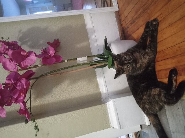 American Shorthair – Tortoise