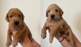 selling labradoodles!