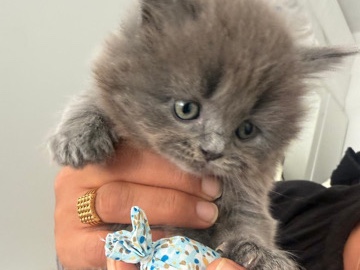 British Longhair – britisch langhaar kitten – Berlin