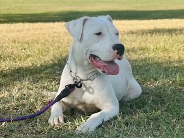 Dogo Argentino – Dogo Argentino – League City