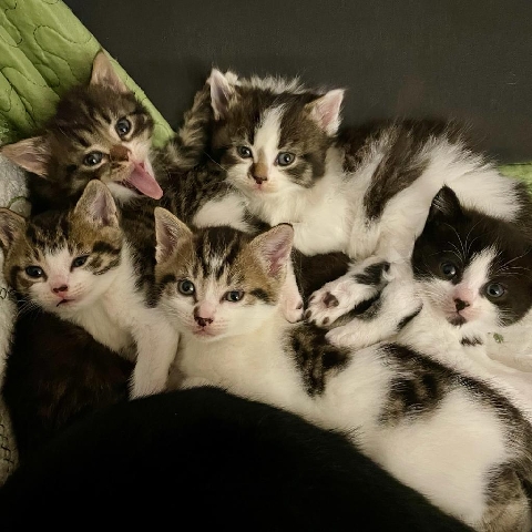 European Shorthair – Kittens looking for new homes