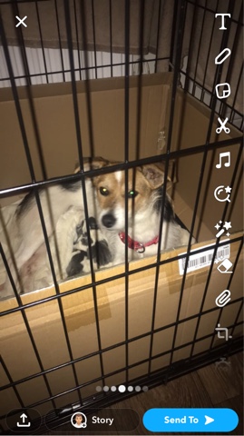 Jack Russell Terrier – jackrussle cross