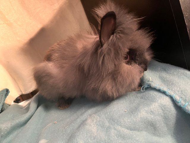 7 Lionhead Rabbits