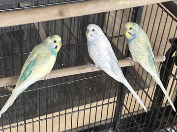 Parakeet – budgie parakeets – College Station