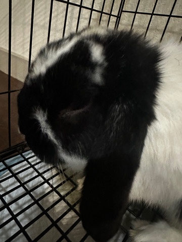 Holland Lop – Black and white holland dwarf bunny