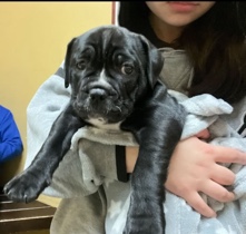 Olde English Bulldogge – English bulldog