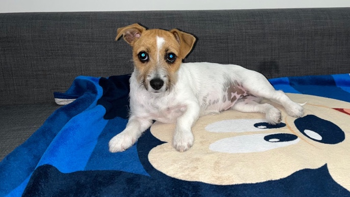 Jack Russell Terrier – Miniature Jack Russel