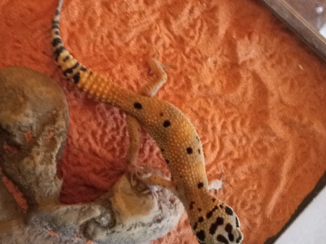Leopard Gecko