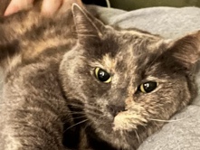 Cat must be rehomed – St. Joseph