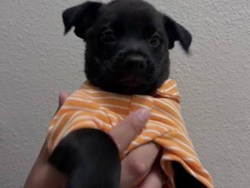 German Shepherd – puppy – Azusa