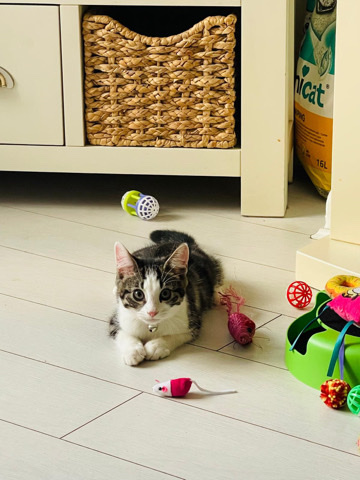 Russian White, Black and Tabby – Kitten to give (free)