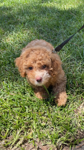 Poodle – Rehoming to good home