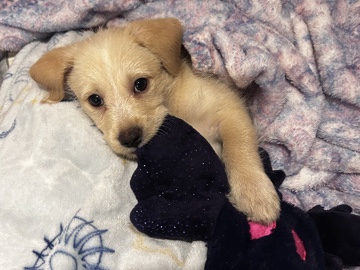Poodle – Chipoo Puppy for Sale in El Mirage – El Mirage