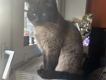 British Longhair – Regdoll Katze blaue Augen – Düsseldorf
