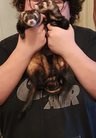 ferret – Two 2 Year Old Ferret Girls In Need Of A Home Fast
