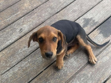 Beagle – beagle pups for free urgent rehoming needed – Bandy
